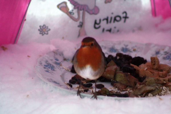 Well fed robin